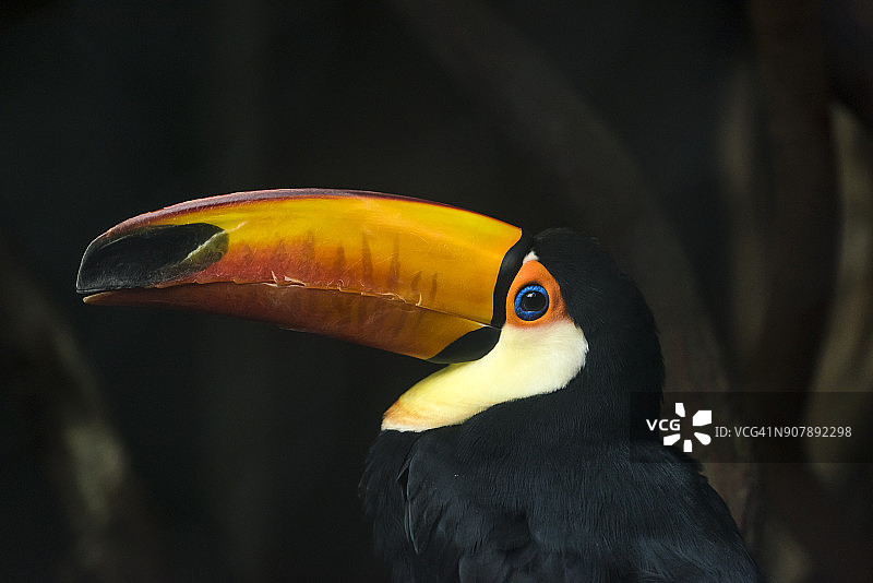 体罚巨嘴鸟图片素材