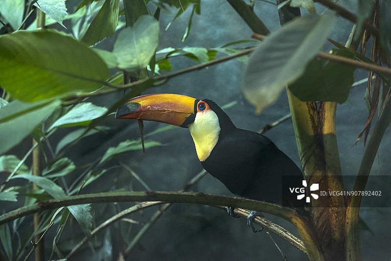 体罚巨嘴鸟图片素材