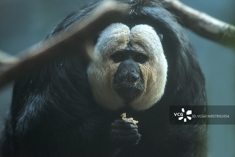 白面僧面猴图片素材