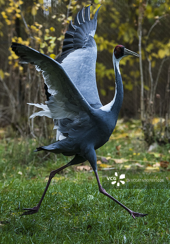 白枕鹤图片素材