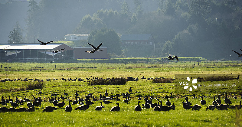 大群鹅图片素材
