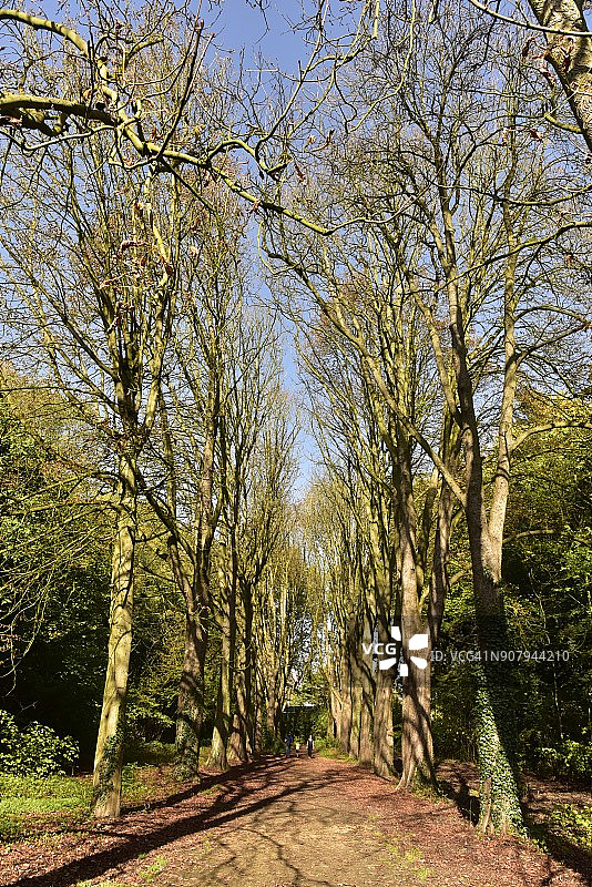 秋天土路上的裸树图片素材