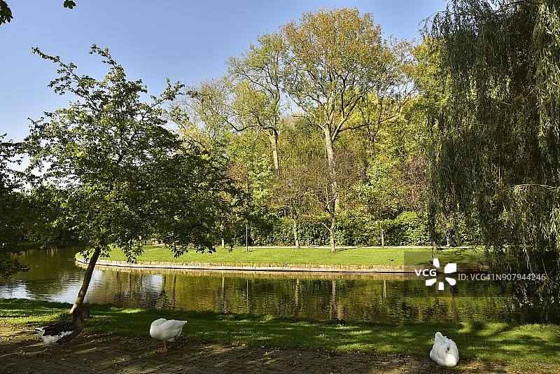 两只天鹅和加拿大鹅在主水道的阴影下图片素材