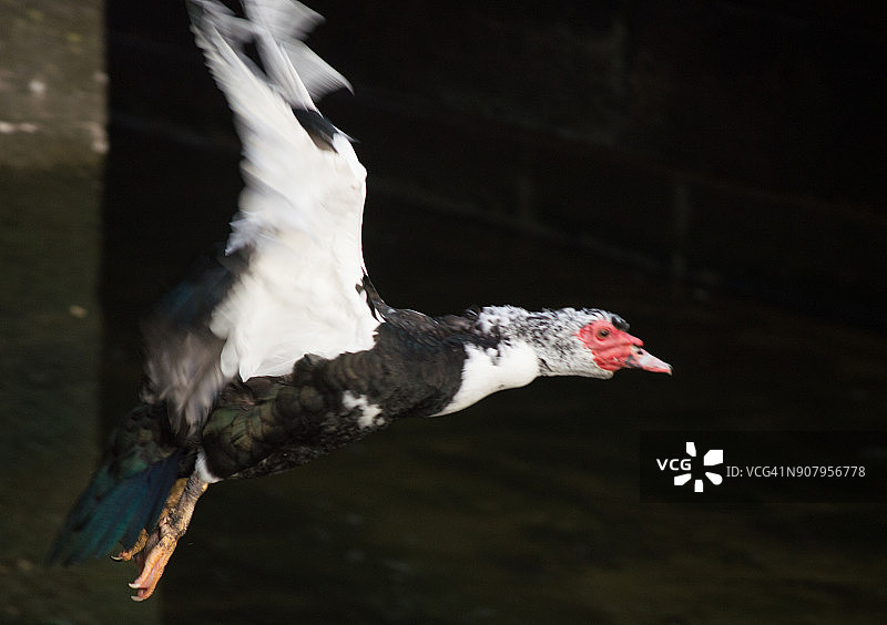 飞翔的鸭子图片素材