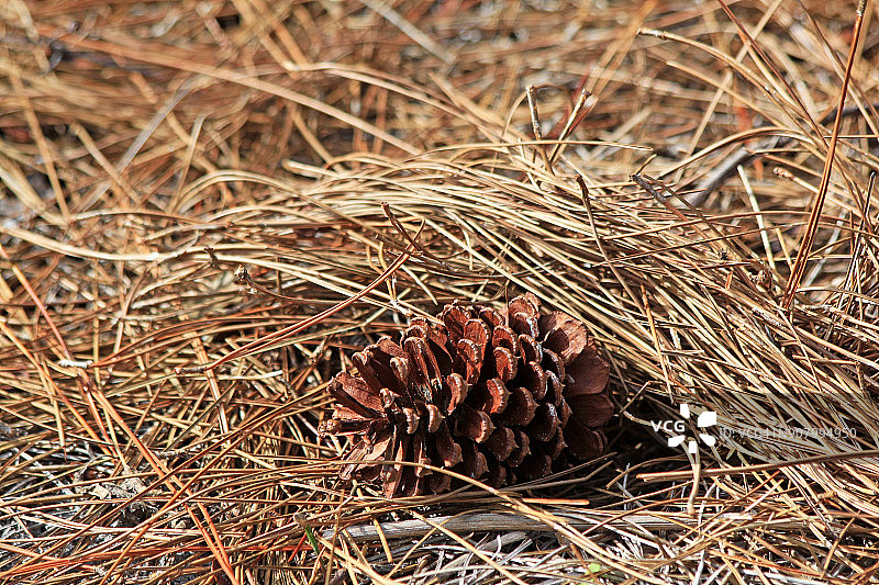 湿地松球果和干燥的松针图片素材