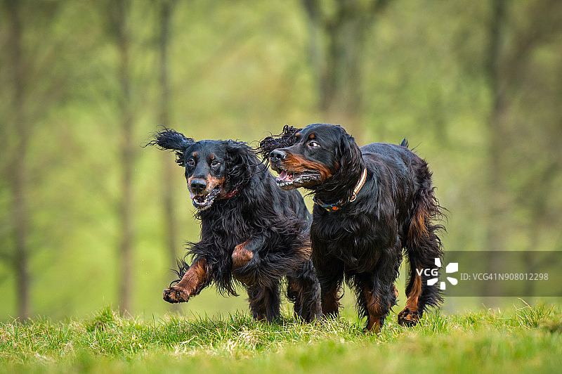 两只戈登雪达犬一起奔跑玩耍图片素材