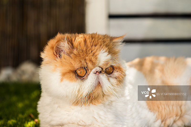 波斯猫肖像图片素材