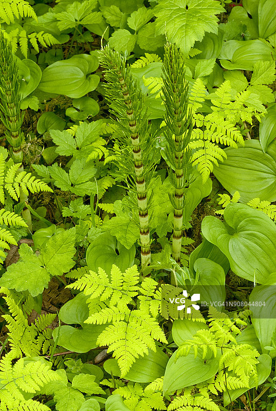 太平洋西北雨林中的森林地面场景：巨型马尾和铁角蕨图片素材