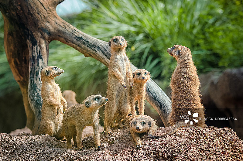 好奇的猫鼬家庭图片素材