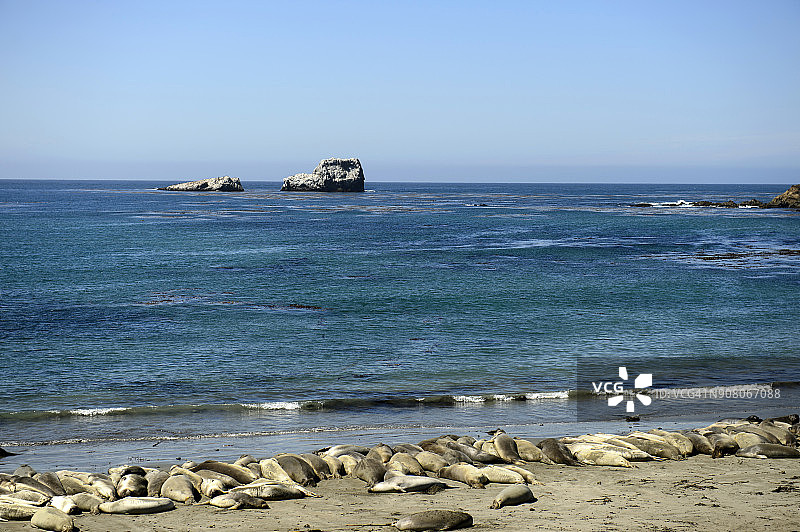 美国加利福尼亚州圣西蒙的的海豹群图片素材