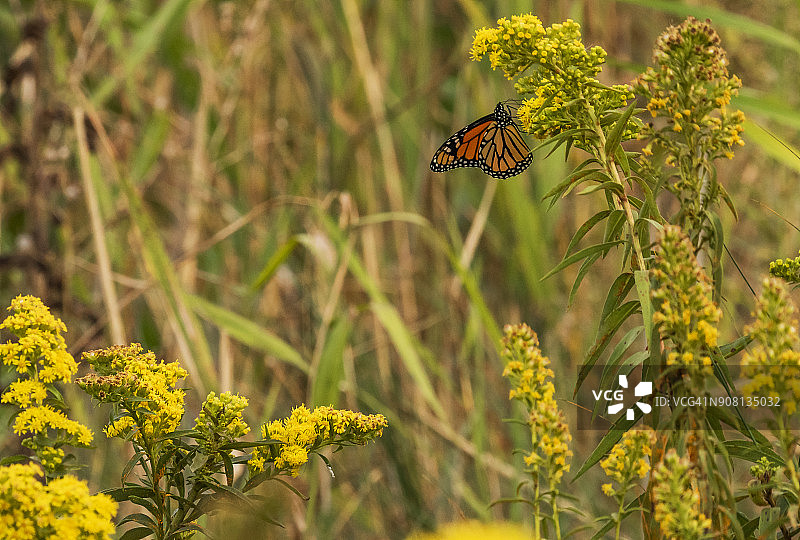 帝王蝶 - 牙买加湾图片素材