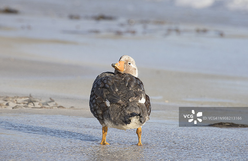 福克兰蒸汽鸭回头看（英国称福克兰群岛）图片素材