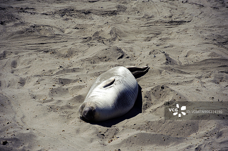 美国加利福尼亚州圣西蒙的一只海豹图片素材