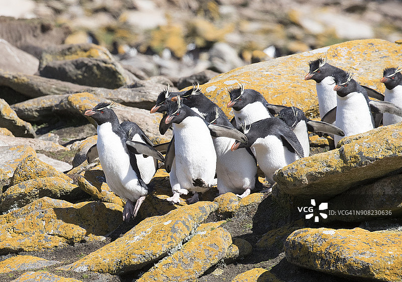 在桑德斯岛的南跳岩企鹅图片素材