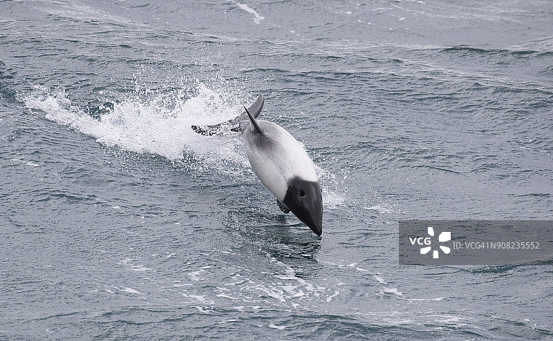康氏矮海豚图片素材