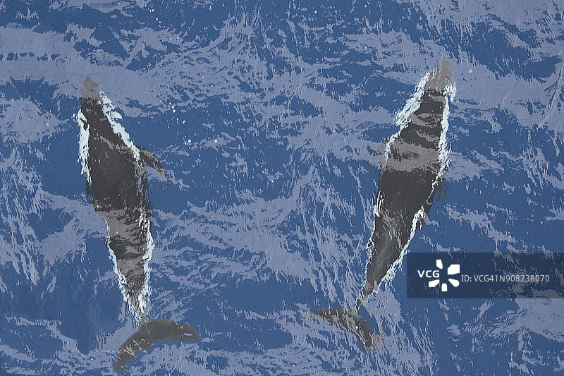 海豚沙漏图片素材