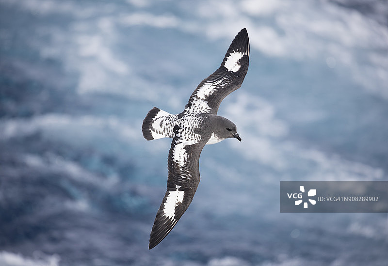 飞行中的海燕图片素材