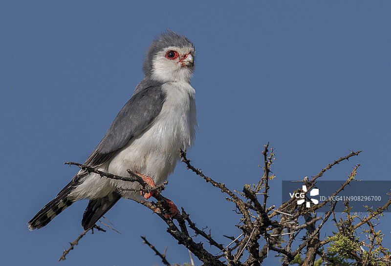 侏儒猎隼图片素材