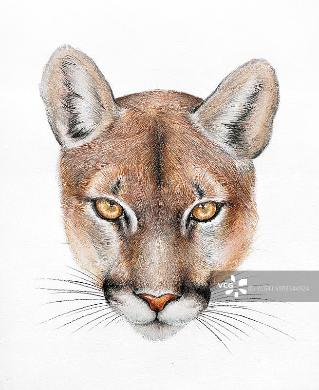 美洲狮的表情图片素材