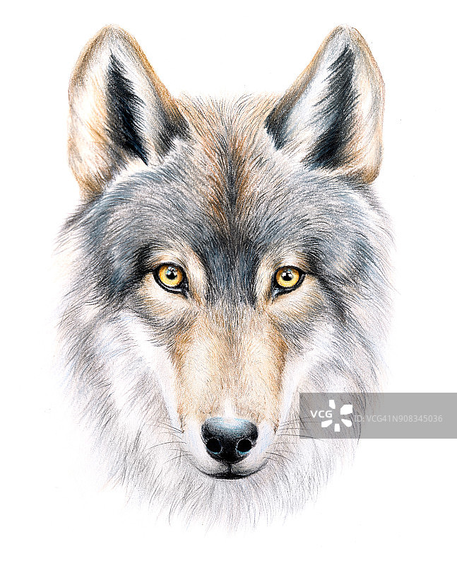 狼的视角图片素材