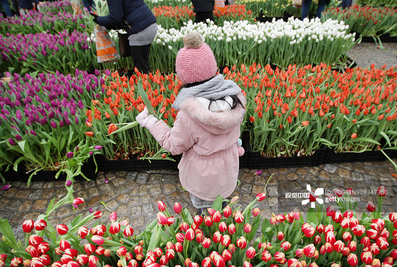 荷兰阿姆斯特丹国家郁金香日图片素材