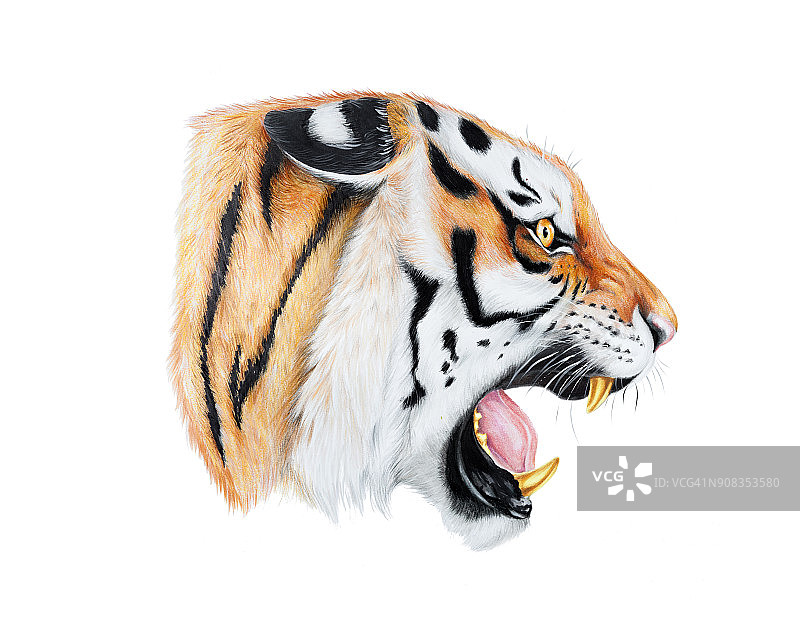 愤怒的老虎图片素材