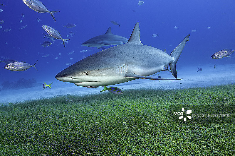 加勒比礁鲨在海草上游动图片素材