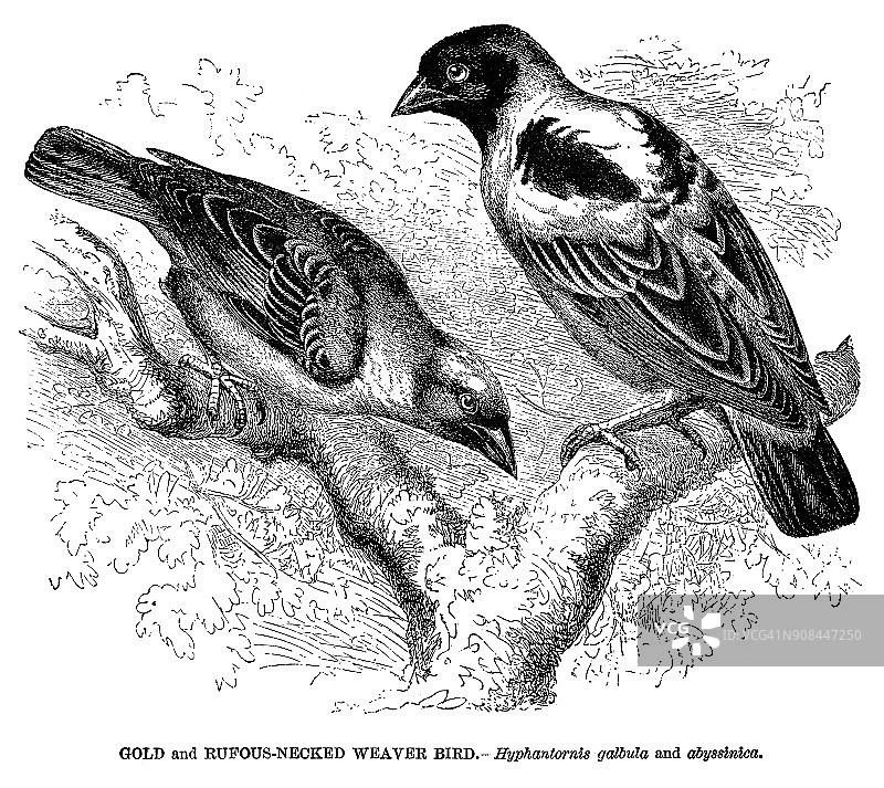 金色和红颈织布鸟图片素材