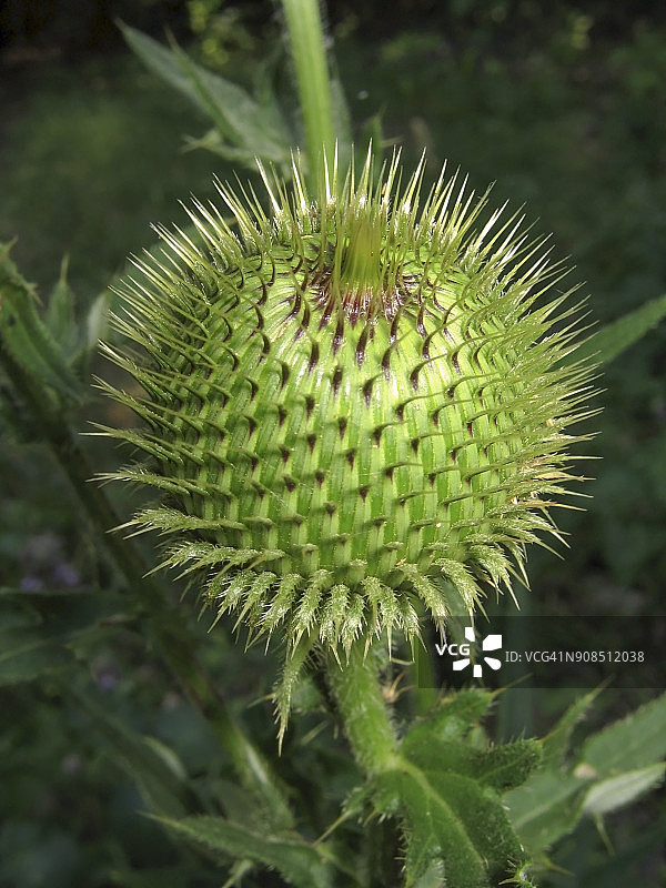 水飞蓟图片素材