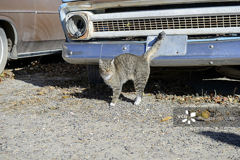 美国犹他州格兰代尔一辆废弃旧车前的猫图片素材