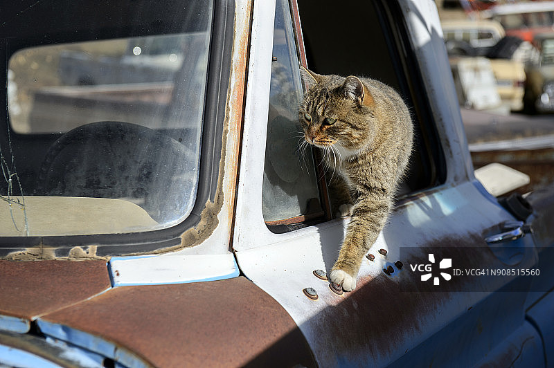 猫咪在美国犹他州格兰代尔的废弃汽车上玩耍图片素材