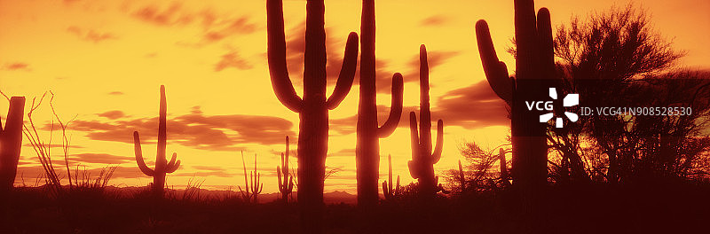 索诺兰沙漠日落时分的巨柱仙人掌全景剪影图片素材