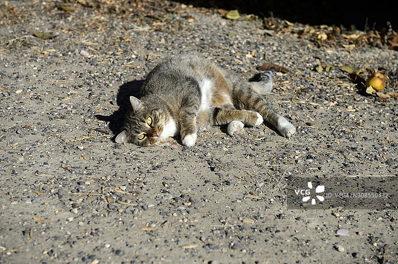 美国犹他州格兰代尔的短毛猫图片素材