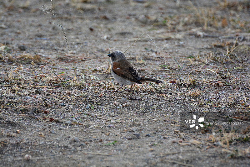 北方灰头麻雀图片素材