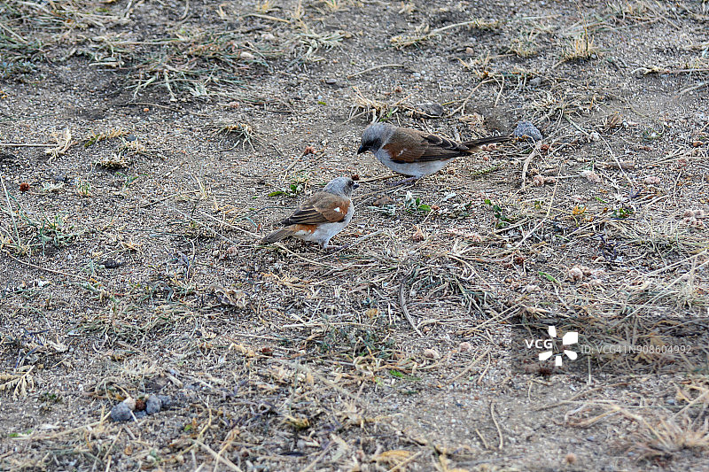 北方灰头麻雀图片素材