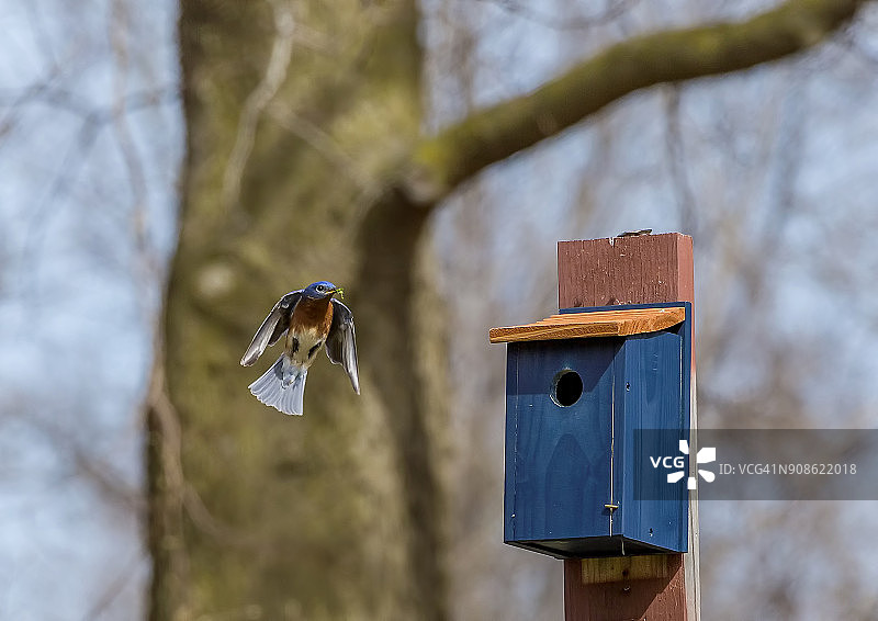 蓝知更鸟筑巢图片素材