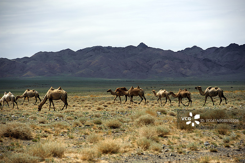 洪果林埃尔斯沙漠的野生双峰骆驼群图片素材