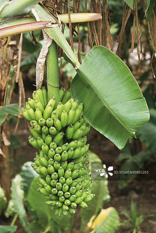 树上的绿色香蕉图片素材