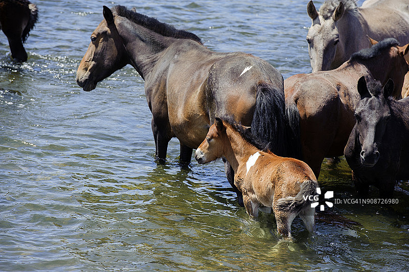蒙古国鄂尔浑峡谷的马群图片素材