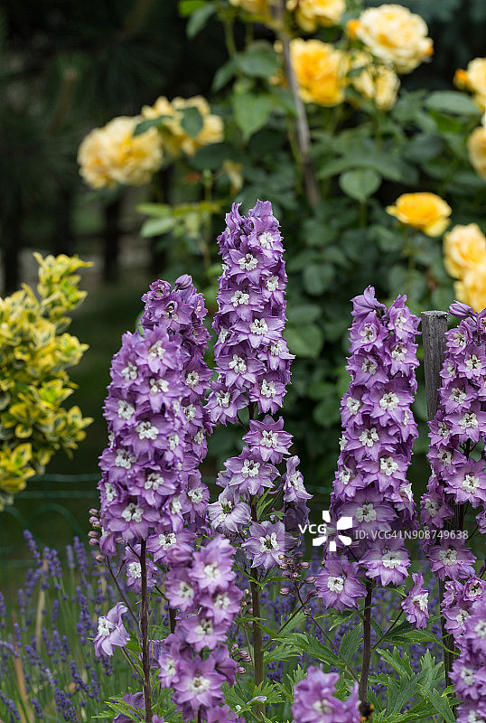 花园里的紫色翠雀花图片素材