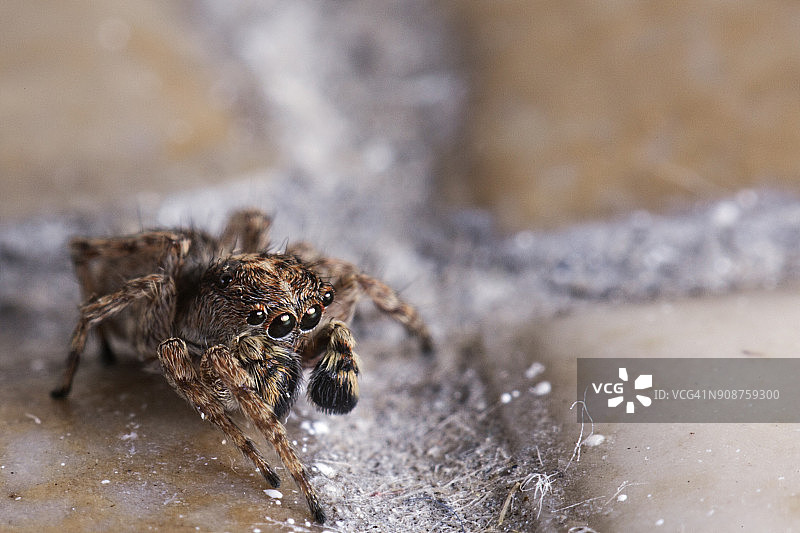 斑马跳蛛图片素材