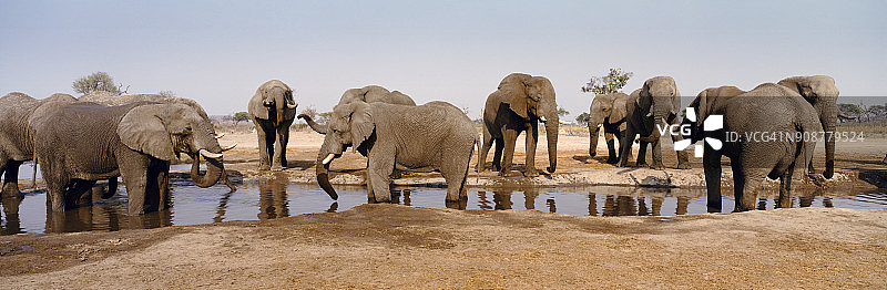 非洲草原水塘边非洲象群全景图片素材