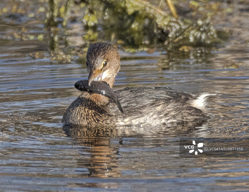 带有鱼的斑嘴巨鸊鷉图片素材