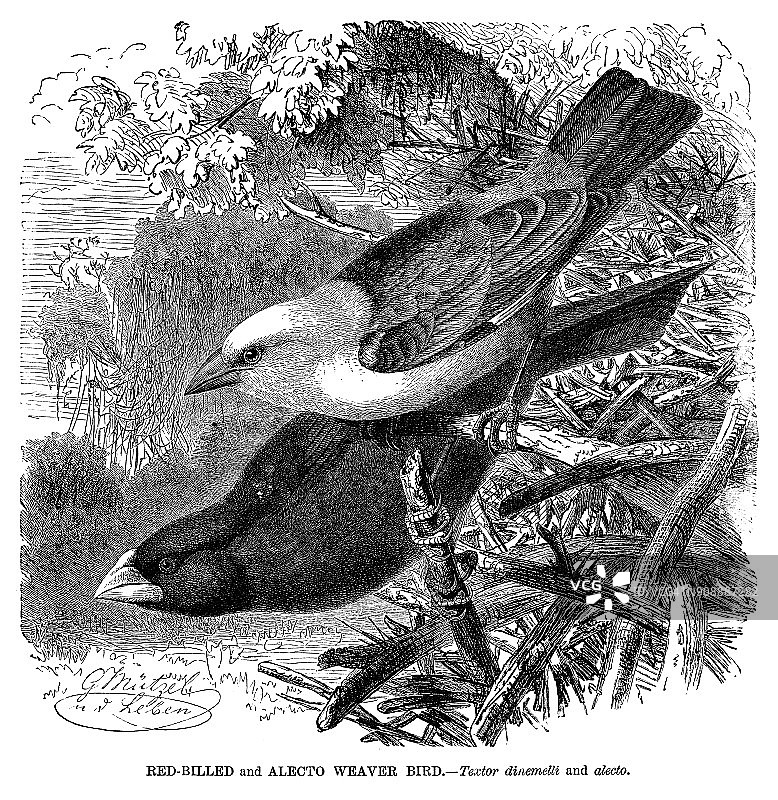 红嘴奎利亚雀和黑额织雀图片素材