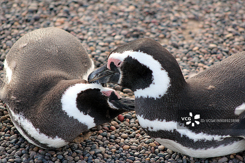 麦哲伦企鹅图片素材