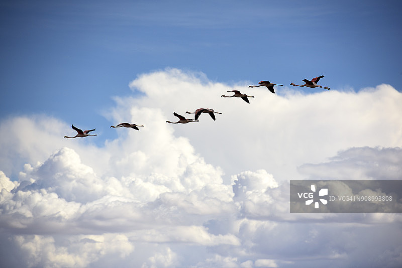 在智利火烈鸟国家保护区查克萨湖的一群智利火烈鸟图片素材