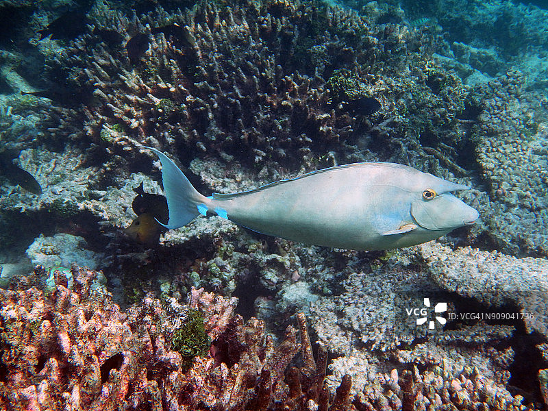 蓝背鼻鱼图片素材