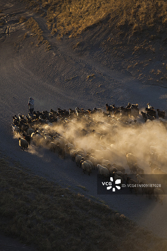 牧羊人带领羊群图片素材