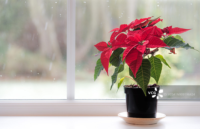 一品红图片素材