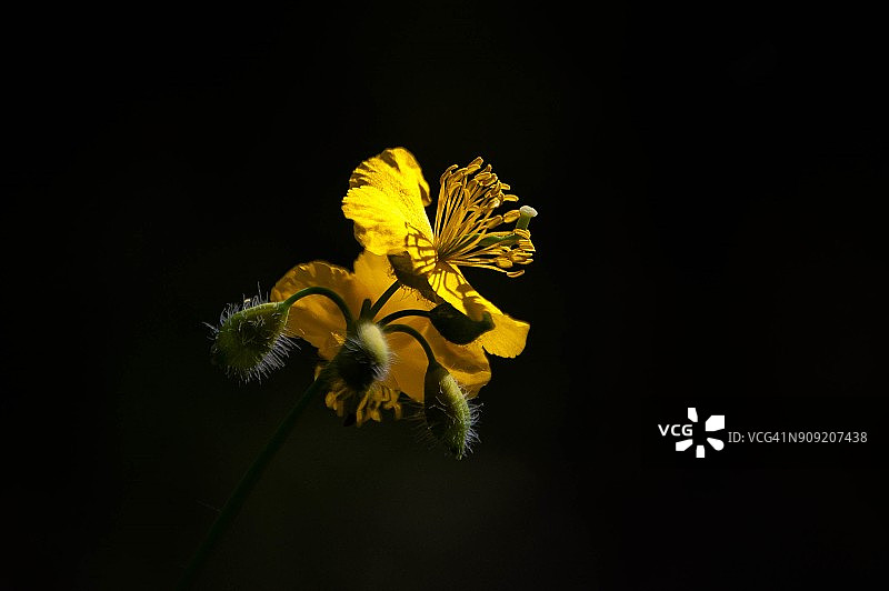 黑背景上的白屈菜图片素材